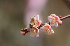 梅と蜜蜂