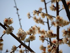 梅