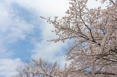 桜と空