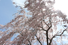 神山のさくら３