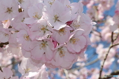 桜