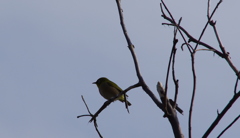 初めての鳥さん４