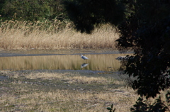 初めての鳥さん２