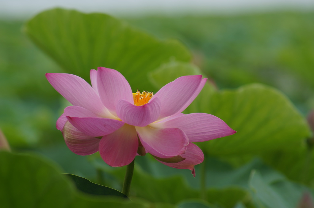 琵琶湖の蓮