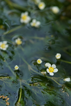 醒ヶ井 天神水の梅花藻