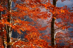 峰越林道の紅葉