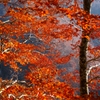 峰越林道の紅葉