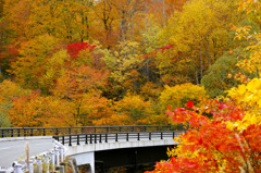 八幡平紅葉