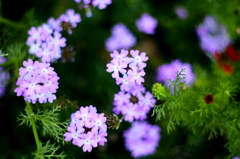 DSCF1738