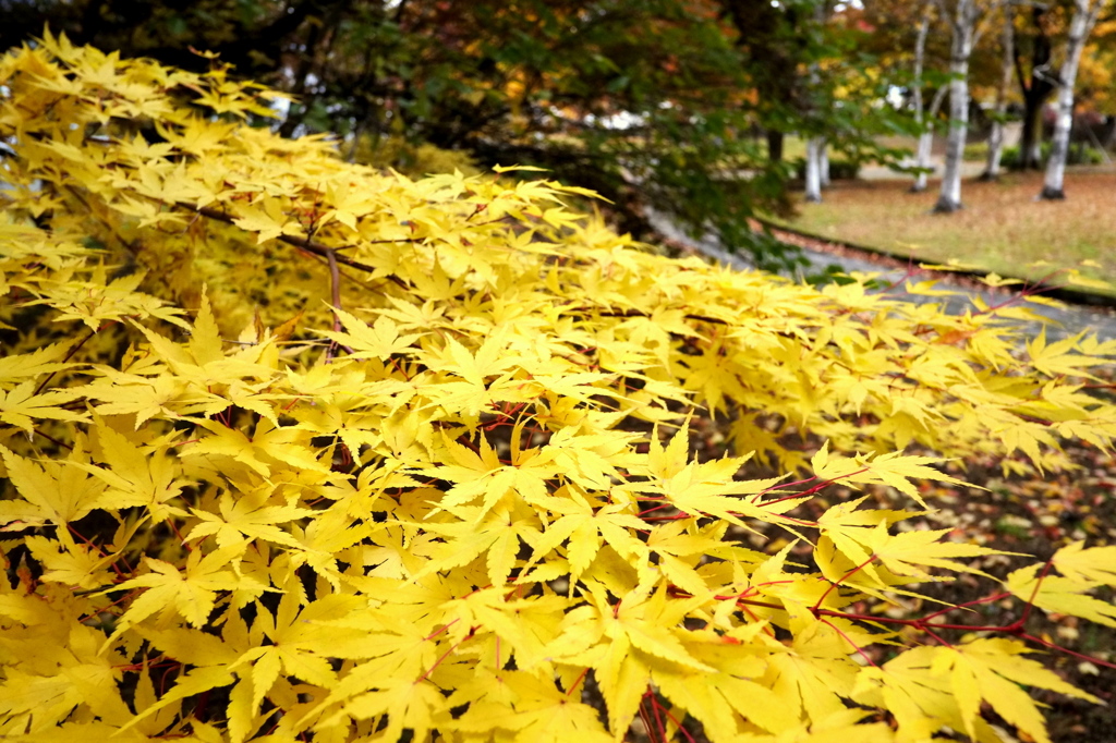 公園でもう一枚