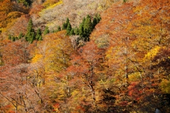 峰越林道の紅葉