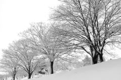 新雪