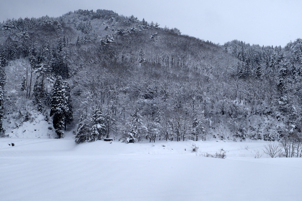 里山の新雪