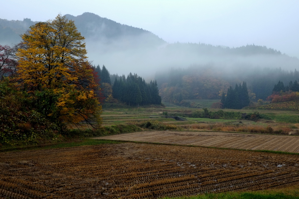 晩秋の里山に雨（３）
