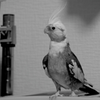 ポンさん