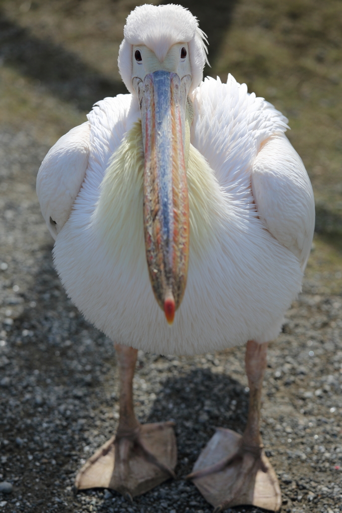 ペリカン
