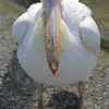 ペリカン