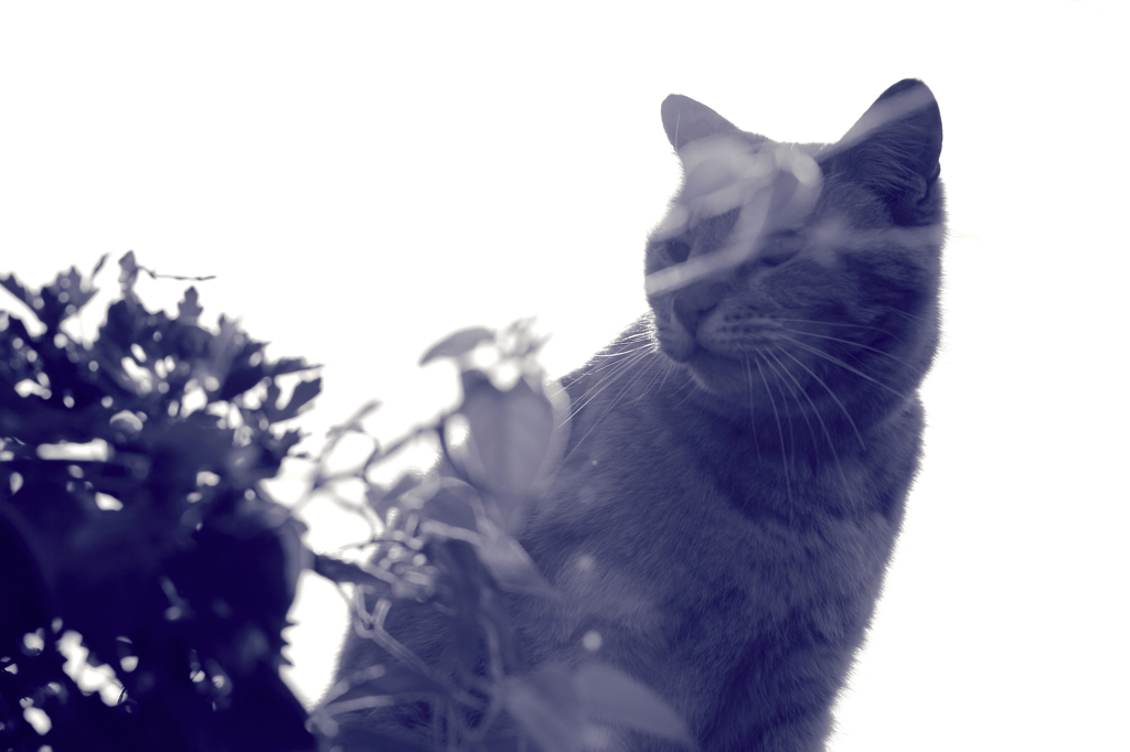 野良猫