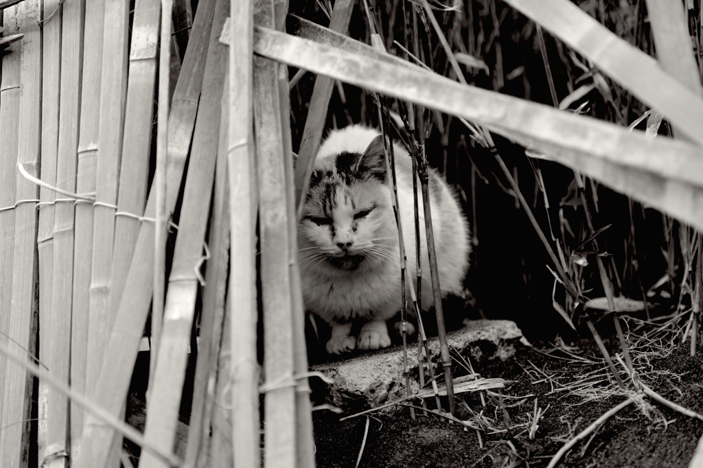 捨て猫