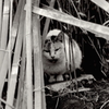 捨て猫