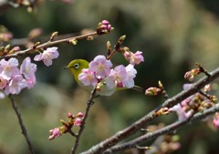 早咲きのサクラとメジロ