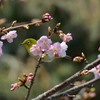 早咲きのサクラとメジロ