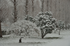 ある雪の日