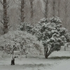 ある雪の日
