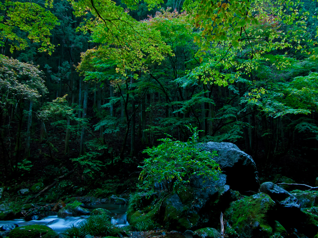 桐生川のヌシ