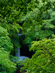 緑重ねて