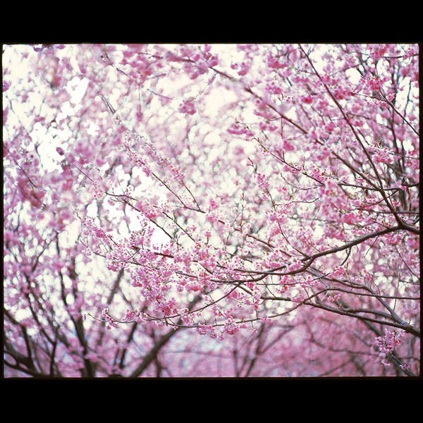 桜渦
