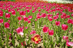DSCF1248