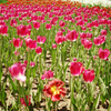 DSCF1248