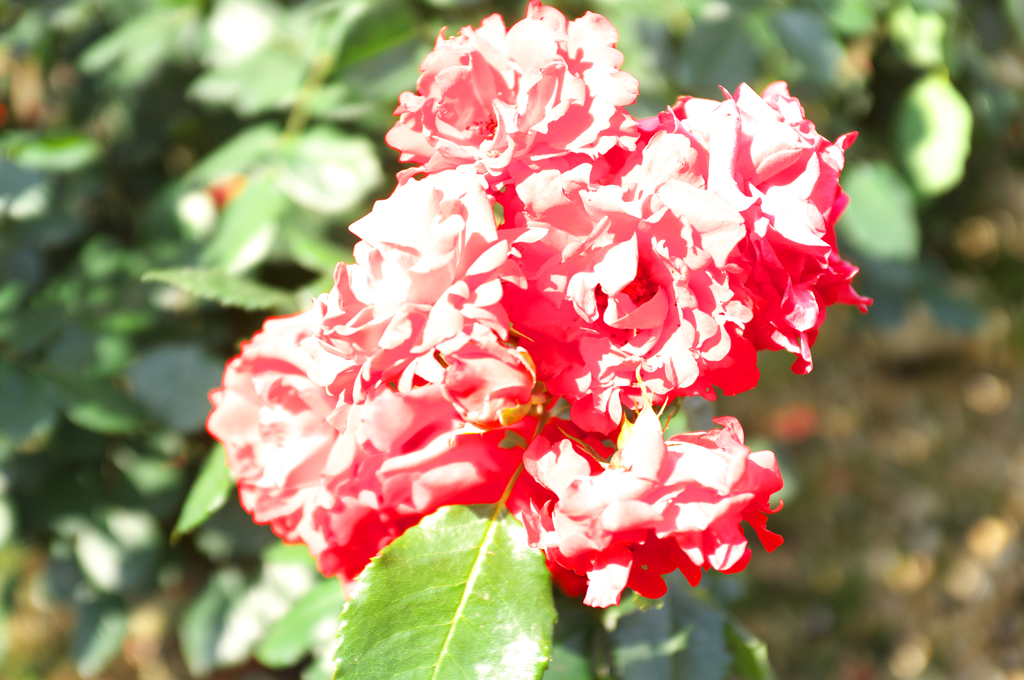 DSCF9347