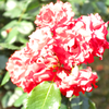 DSCF9347
