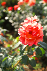 DSCF9337