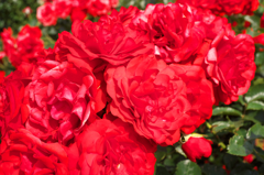DSCF9308