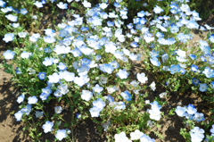 DSCF1160