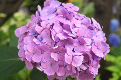 DSCF9513