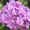 DSCF9513