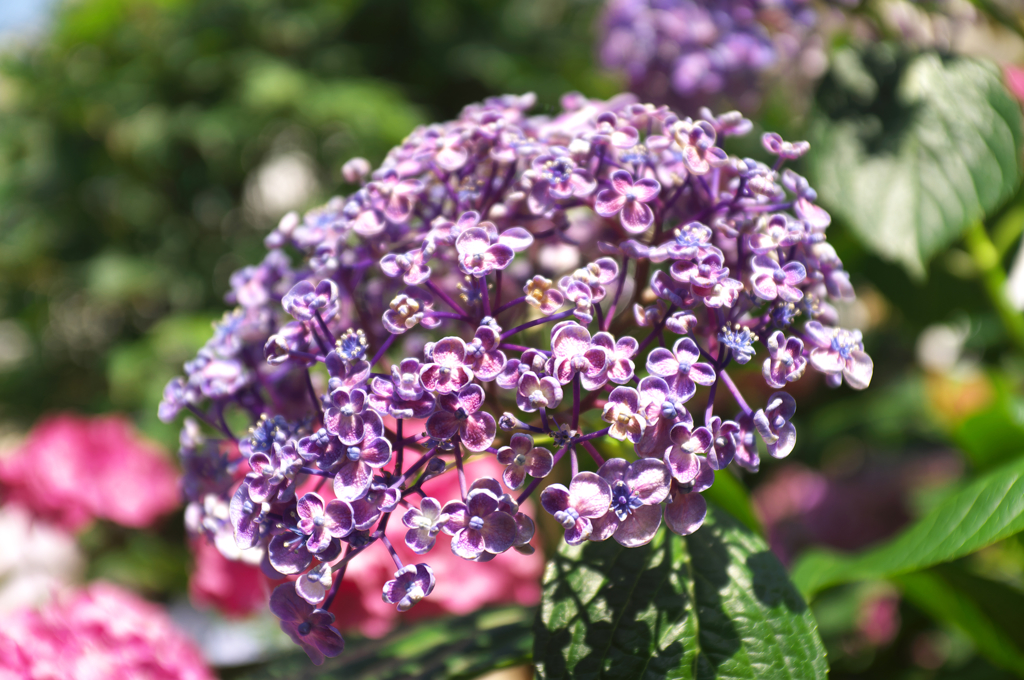 DSCF9467
