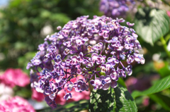 DSCF9467