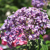 DSCF9467