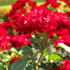 DSCF9329