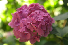 DSCF9477
