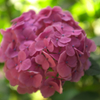 DSCF9477