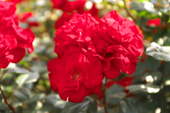DSCF9324