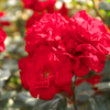 DSCF9324