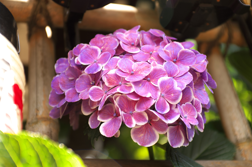 DSCF9458