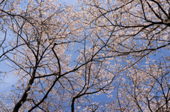 DSCF8726